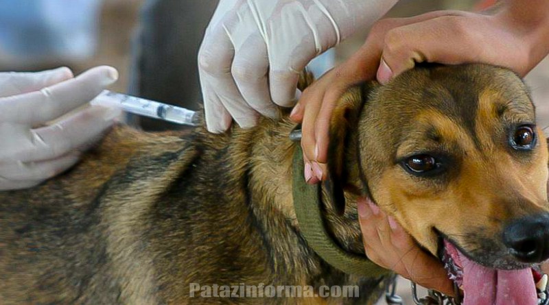 vacunaran-a-cientos-de-perros-en-tayabamba